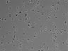 479-Ikebe-MorphResDL/AZM_20220907_P_0015 thumbnail