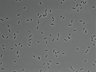 479-Ikebe-MorphResDL/AZM_20220907_P_0016 thumbnail