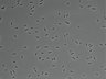 479-Ikebe-MorphResDL/AZM_20220907_P_0020 thumbnail