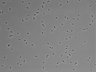 479-Ikebe-MorphResDL/CFIX_20220529_CFIX1_0001 thumbnail