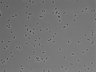 479-Ikebe-MorphResDL/CFIX_20220529_CFIX1_0008 thumbnail