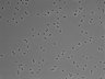 479-Ikebe-MorphResDL/CFIX_20220529_CFIX1_0016 thumbnail