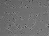 479-Ikebe-MorphResDL/CFIX_20220529_CFIX2_0003 thumbnail