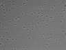 479-Ikebe-MorphResDL/CFIX_20220529_CFIX2_0004 thumbnail