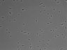 479-Ikebe-MorphResDL/CFIX_20220529_CFIX2_0006 thumbnail