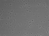 479-Ikebe-MorphResDL/CFIX_20220529_CFIX2_0008 thumbnail