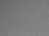 479-Ikebe-MorphResDL/CFIX_20220529_CFIX2_0011 thumbnail