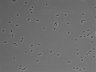 479-Ikebe-MorphResDL/CFIX_20220529_CFIX2_0013 thumbnail
