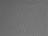 479-Ikebe-MorphResDL/CFIX_20220529_CFIX2_0017 thumbnail