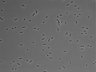 479-Ikebe-MorphResDL/CFIX_20220529_CFIX2_0020 thumbnail