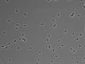 479-Ikebe-MorphResDL/CFIX_20220529_CFIX3_0001 thumbnail