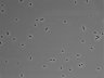 479-Ikebe-MorphResDL/CFIX_20220529_CFIX3_0002 thumbnail