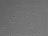 479-Ikebe-MorphResDL/CFIX_20220529_CFIX3_0003 thumbnail