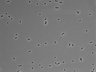 479-Ikebe-MorphResDL/CFIX_20220529_CFIX3_0005 thumbnail
