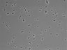 479-Ikebe-MorphResDL/CFIX_20220529_CFIX3_0008 thumbnail