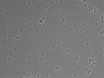 479-Ikebe-MorphResDL/CFIX_20220529_CFIX3_0011 thumbnail