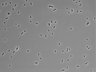 479-Ikebe-MorphResDL/CFIX_20220529_CFIX3_0016 thumbnail