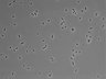 479-Ikebe-MorphResDL/CFIX_20220529_CFIX3_0017 thumbnail