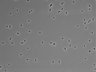 479-Ikebe-MorphResDL/CFIX_20220529_CFIX3_0018 thumbnail