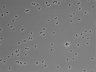 479-Ikebe-MorphResDL/CFIX_20220529_CFIX3_0020 thumbnail