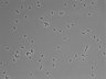 479-Ikebe-MorphResDL/CFIX_20220529_CFIX4_0002 thumbnail