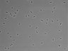 479-Ikebe-MorphResDL/CFIX_20220529_CFIX4_0005 thumbnail