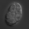 Thumbnail for dataset wt_N2_030217_02