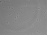 479-Ikebe-MorphResDL/CFIX_20220529_CFIX4_0011 thumbnail