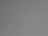 479-Ikebe-MorphResDL/CFIX_20220529_CFIX4_0013 thumbnail