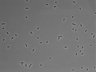 479-Ikebe-MorphResDL/CFIX_20220529_CFIX4_0014 thumbnail