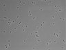 479-Ikebe-MorphResDL/CFIX_20220529_CFIX4_0015 thumbnail