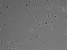 479-Ikebe-MorphResDL/CFIX_20220529_CFIX4_0016 thumbnail