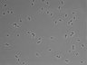 479-Ikebe-MorphResDL/CFIX_20220529_CFIX4_0017 thumbnail