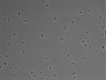 479-Ikebe-MorphResDL/CFIX_20220529_CFIX4_0018 thumbnail