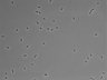 479-Ikebe-MorphResDL/CFIX_20220529_CFIX4_0020 thumbnail
