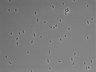 479-Ikebe-MorphResDL/CFIX_20220529_P_0002 thumbnail