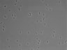 479-Ikebe-MorphResDL/CFIX_20220529_P_0003 thumbnail