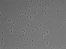479-Ikebe-MorphResDL/CFIX_20220529_P_0005 thumbnail