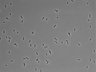 479-Ikebe-MorphResDL/CFIX_20220529_P_0008 thumbnail