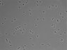 479-Ikebe-MorphResDL/CFIX_20220529_P_0010 thumbnail
