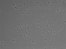 479-Ikebe-MorphResDL/CFIX_20220529_P_0011 thumbnail