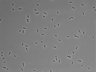 479-Ikebe-MorphResDL/CFIX_20220529_P_0013 thumbnail