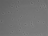 479-Ikebe-MorphResDL/CFIX_20220529_P_0015 thumbnail