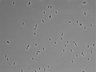 479-Ikebe-MorphResDL/CFIX_20220529_P_0016 thumbnail