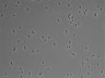 479-Ikebe-MorphResDL/CFIX_20220529_P_0020 thumbnail