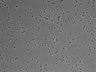 479-Ikebe-MorphResDL/CFIX_20220804_CFIX1_0001 thumbnail