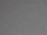 479-Ikebe-MorphResDL/CFIX_20220804_CFIX1_0004 thumbnail