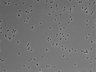 479-Ikebe-MorphResDL/CFIX_20220804_CFIX1_0006 thumbnail