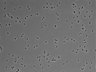 479-Ikebe-MorphResDL/CFIX_20220804_CFIX1_0007 thumbnail