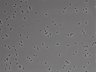 479-Ikebe-MorphResDL/CFIX_20220804_CFIX1_0008 thumbnail